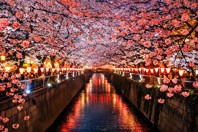 Beautiful night view of Tokyo’s cherry blossoms along a canal illuminated by lanterns, creating a se.