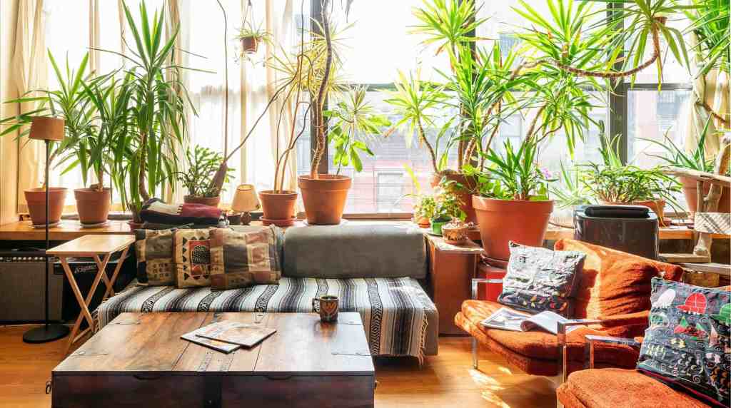 Indoor living room with lush green potted plants and natural sunlight.