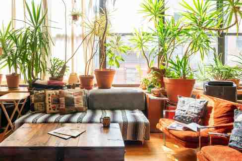 Indoor living room with lush green potted plants and natural sunlight.
